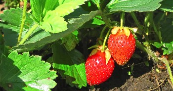Juicy strawberries ready for picking.