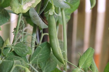 A pea pod ready for harvesting.