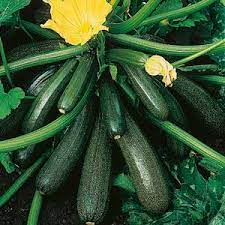 Courgettes on the plant.